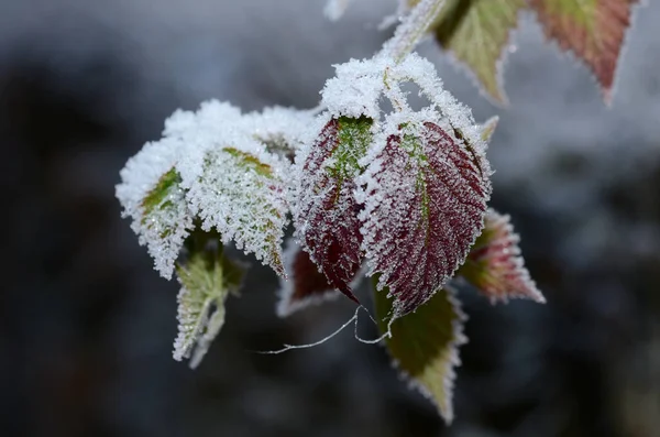 冬季森林中的冰冻植物 — 图库照片
