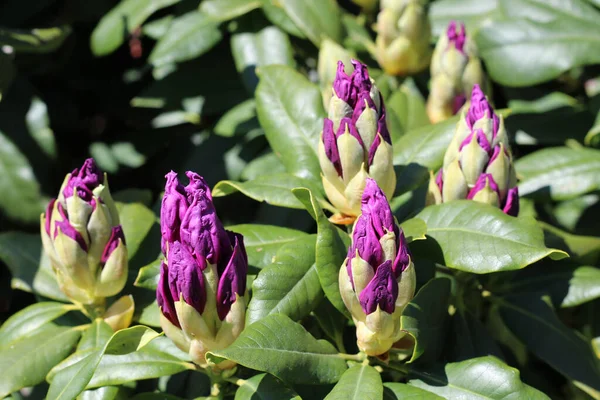 Hermosas Flores Jardín — Foto de Stock