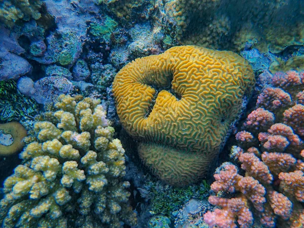 Прекрасний Кораловий Риф Червоному Морі — стокове фото
