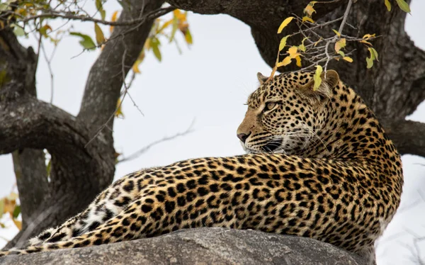 Leopardo Nel Parco Nazionale Del Kruger Sud Africa — Foto Stock