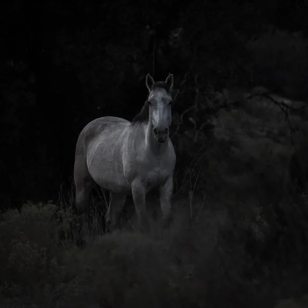 Чорно Біла Фотографія Молодого Коня — стокове фото