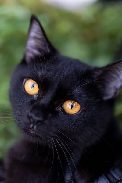 Schwarze Katze Mit Grünen Augen — Stockfoto