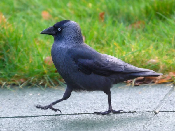 Black Crow Branch Bush — Stock Photo, Image