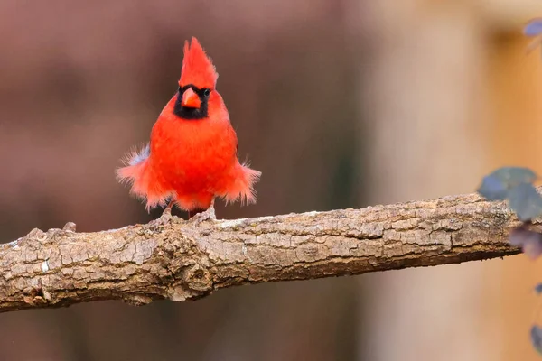 Червоно Білий Птах Лісі — стокове фото
