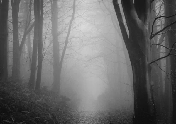 Foggy Forest Fog — Stock Photo, Image