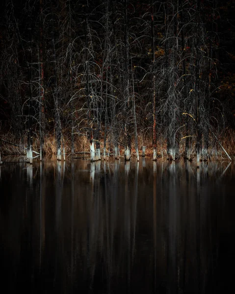 森の中の湖の美しい景色 — ストック写真