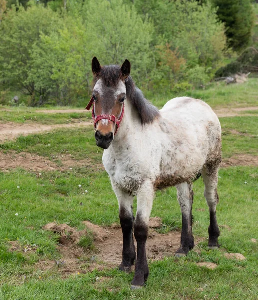 牧草地に美しい白い馬が — ストック写真