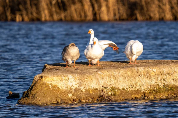 Una Bandada Gaviotas Lago —  Fotos de Stock