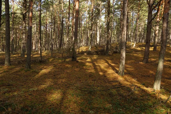 Gyönyörű Őszi Erdő Fák Zöld Levelek — Stock Fotó