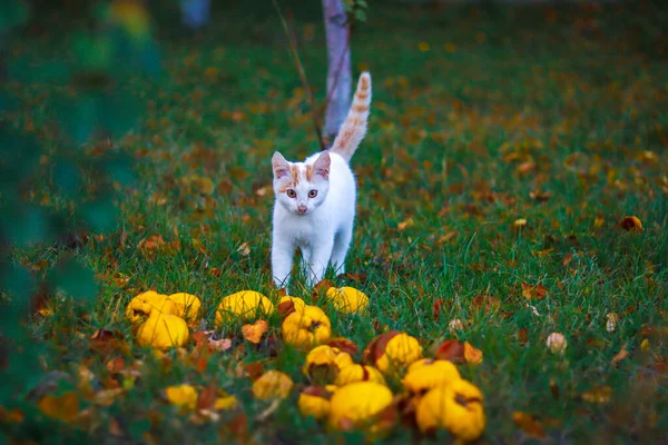 Niedliche Kleine Kätzchen Auf Dem Gras — Stockfoto