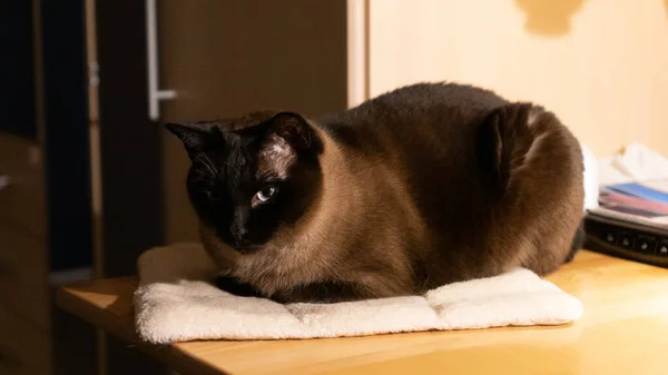 Katt Liggande Golvet — Stockfoto