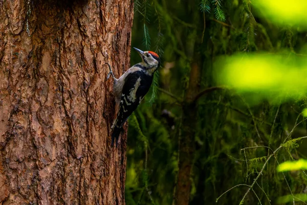 Птах Сидить Гілці Дерева — стокове фото