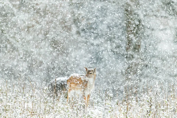 Raposa Vermelha Neve — Fotografia de Stock
