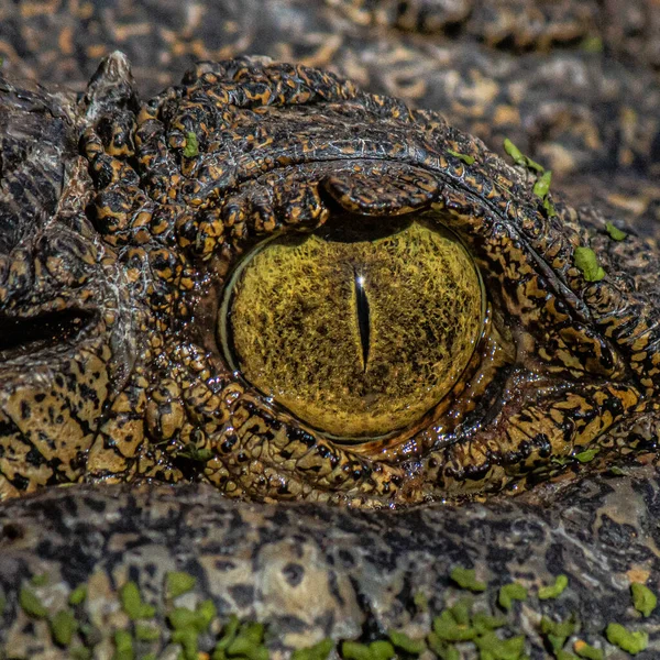 Krokodil Wasser — Stockfoto