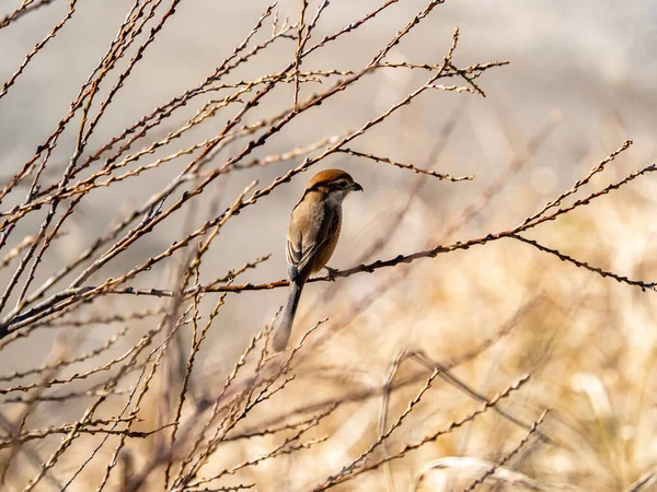 Pájaro Una Rama Bosque —  Fotos de Stock