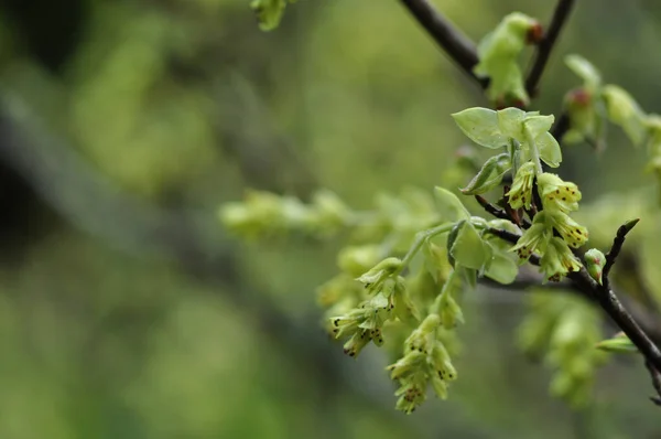 Green Leaves Tree — Stock Photo, Image