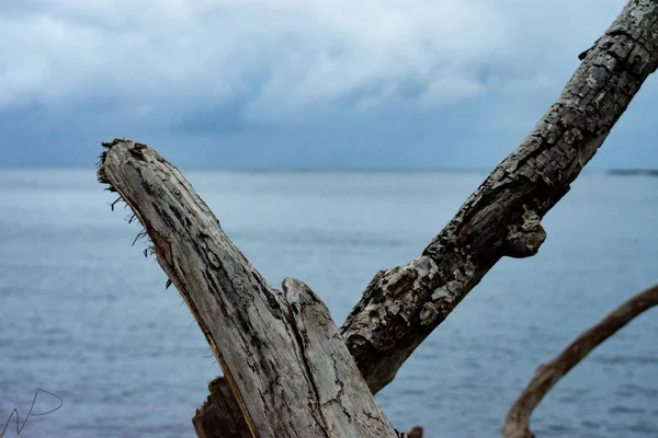 Uma Bela Vista Uma Praia Com Uma Árvore Céu Azul — Fotografia de Stock