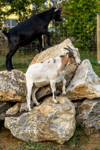 Young Wolf Zoo — Stock Photo, Image