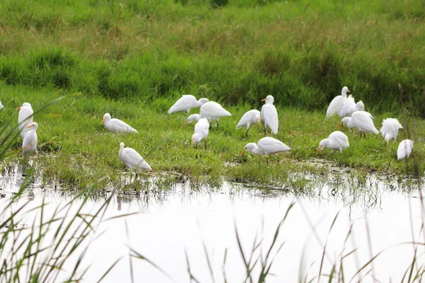 Cegonha Branca Lago — Fotografia de Stock