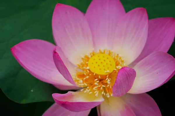 Όμορφο Ροζ Λουλούδι Λωτού Στον Κήπο — Φωτογραφία Αρχείου