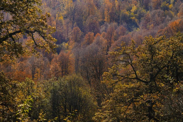 山の秋の森 — ストック写真
