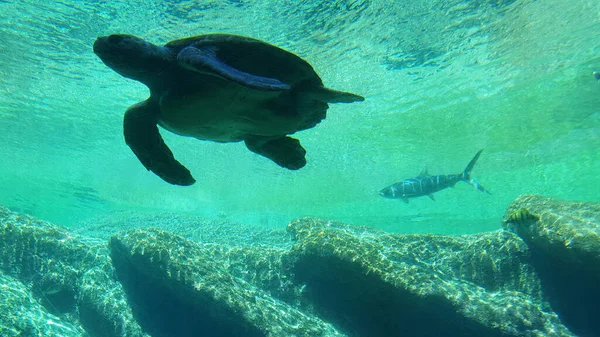 Hermoso Tiro Tiburón Mar —  Fotos de Stock