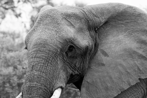 African Elephant National Park South Africa — Stock Photo, Image