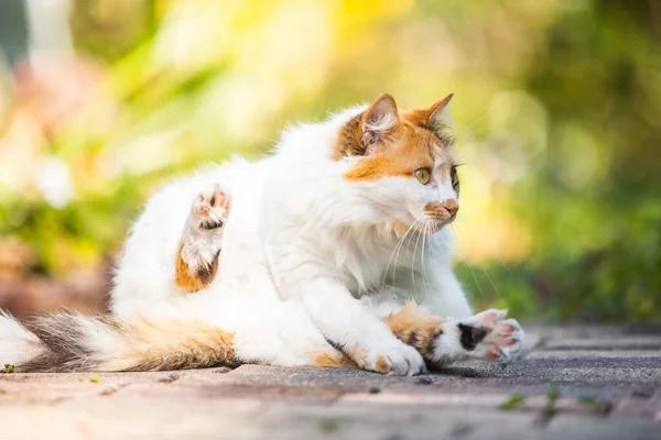 可爱猫的特写镜头 — 图库照片