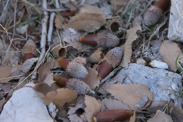 Herfst Bladeren Herfst Seizoen Flora — Stockfoto