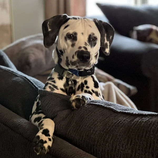 Cão Deitado Sofá — Fotografia de Stock