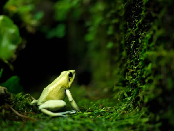 Zielona Żaba Lesie Tle Natury — Zdjęcie stockowe