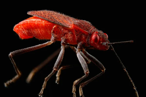 Närbild Insekter Vild Natur — Stockfoto