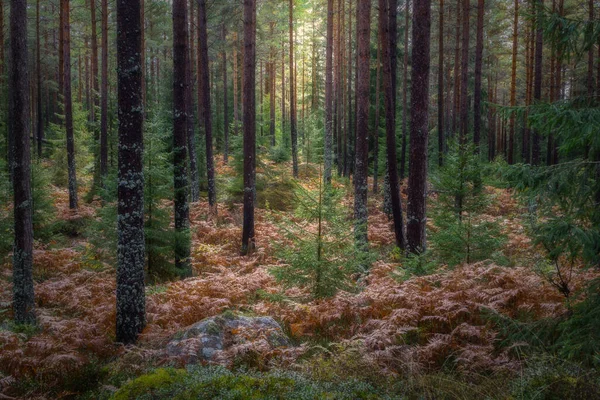 Autumn Forest Fog — Stock Photo, Image