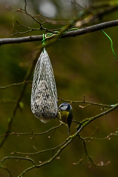 枝の上で鳥のクローズアップショット — ストック写真