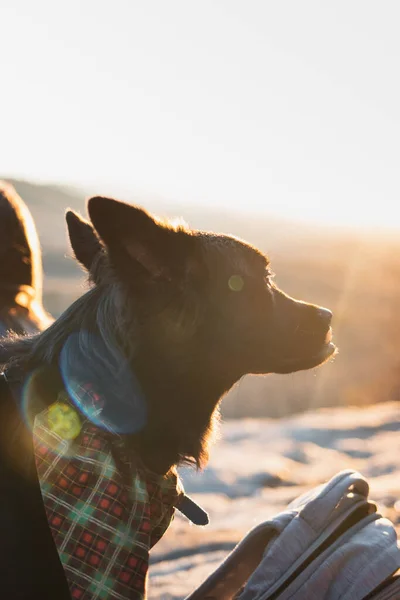 Ung Kvinna Med Sin Hund Landet — Stockfoto