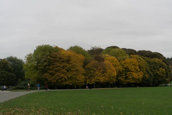 Outono Paisagem Com Árvores Folhas Verdes — Fotografia de Stock