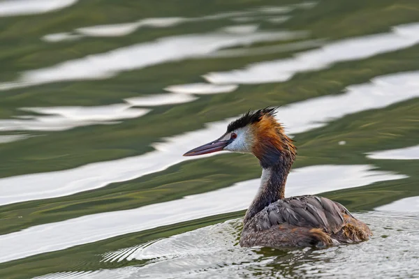 Красивая Птица Плавает Озере — стоковое фото