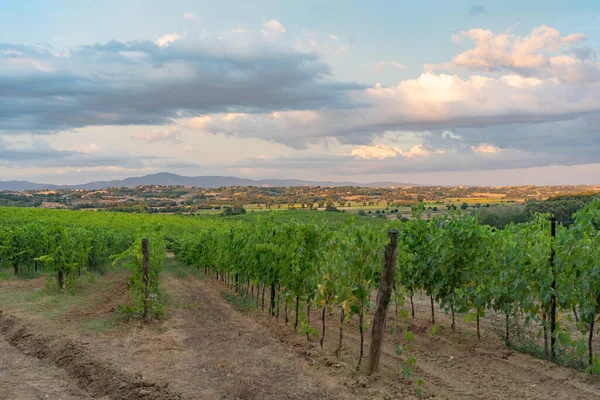 イタリアのキアンティ地方のブドウ畑の美しい景色 — ストック写真