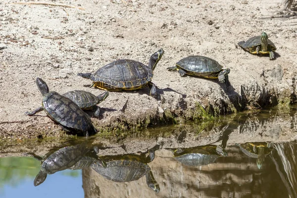 Sköldpadda Vid Floden — Stockfoto