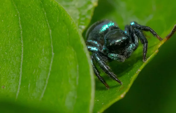 Närbild Insekter Selektivt Fokus — Stockfoto