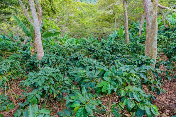 Bosque Verde Selva — Foto de Stock