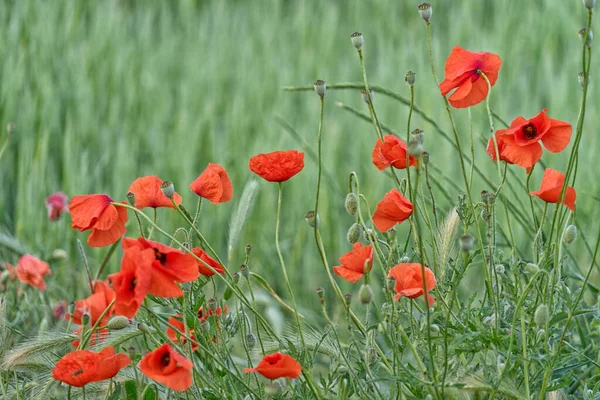 Rote Mohnblumen Auf Dem Feld — Stockfoto