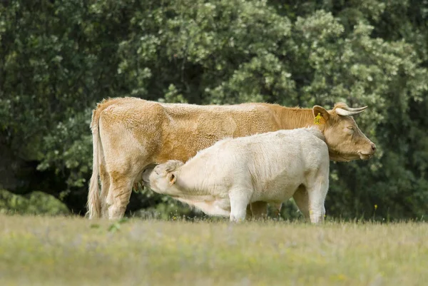 牧场里的小牛犊 — 图库照片