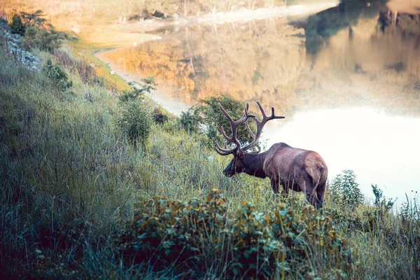 Bull Elk Wild — Stock Photo, Image