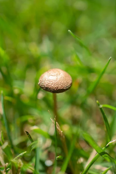 Tiro Close Cogumelo Crescendo Uma Floresta — Fotografia de Stock