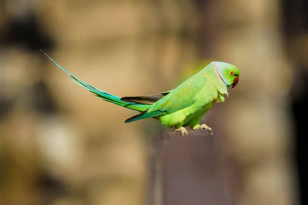 Zöld Papagáj Állatkertben — Stock Fotó