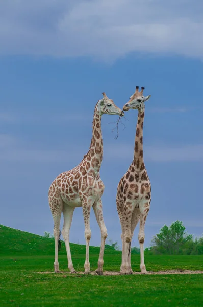 Giraffe Savanne Van Kenya — Stockfoto