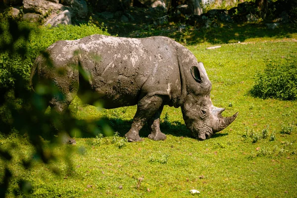 Grand Rhinocéros Dans Zoo — Photo
