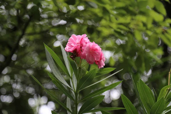 Gyönyörű Színes Virágok Nőnek Kertben — Stock Fotó