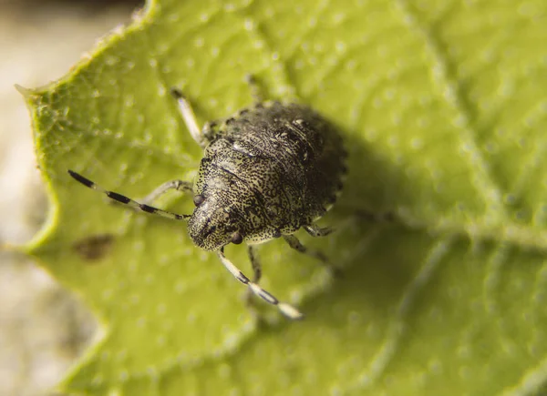 Close Van Insect Selectieve Focus — Stockfoto